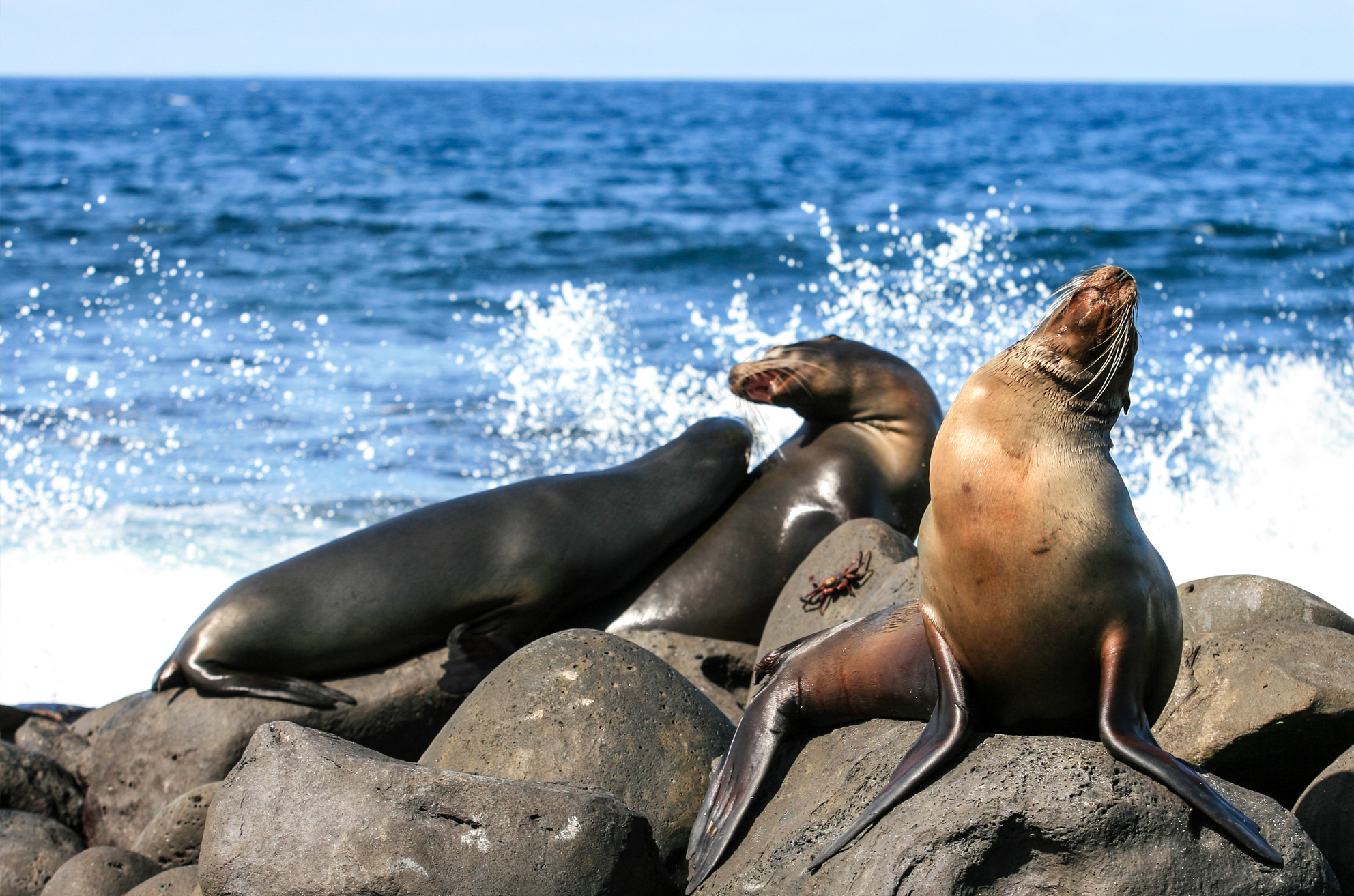 circuitos_galapagos