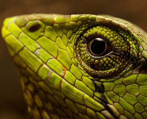 Falso camaleón multicoloreado de la amazonía ecuatoriana